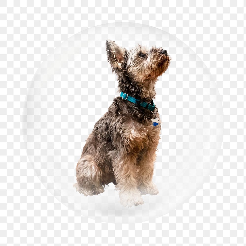 Schnauzer dog png element, animal in bubble