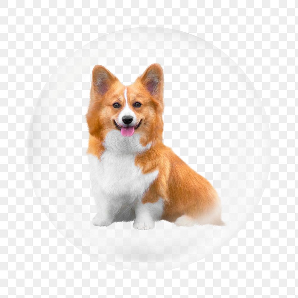 Corgi dog png element, animal in bubble