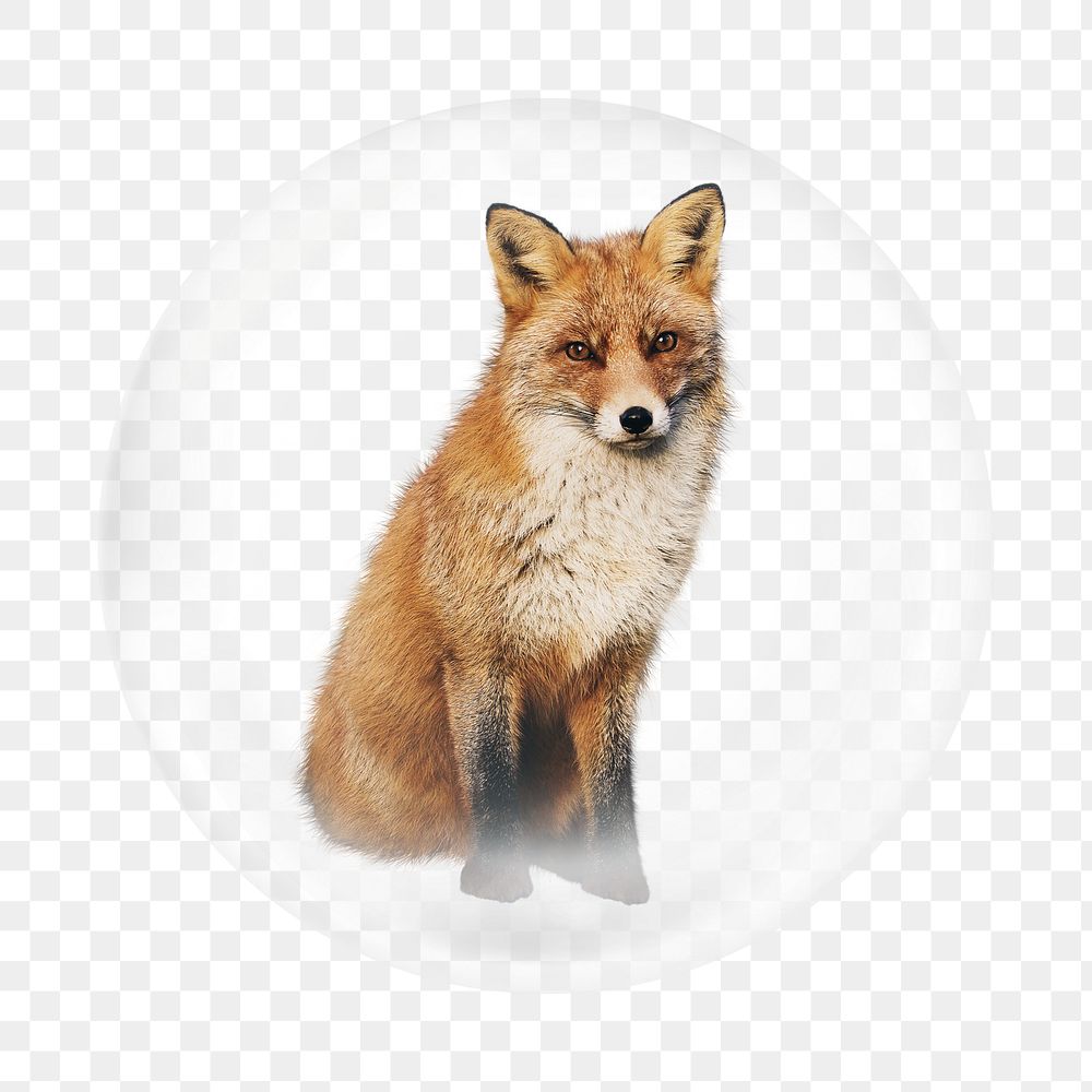 Brown fox png element, animal in bubble