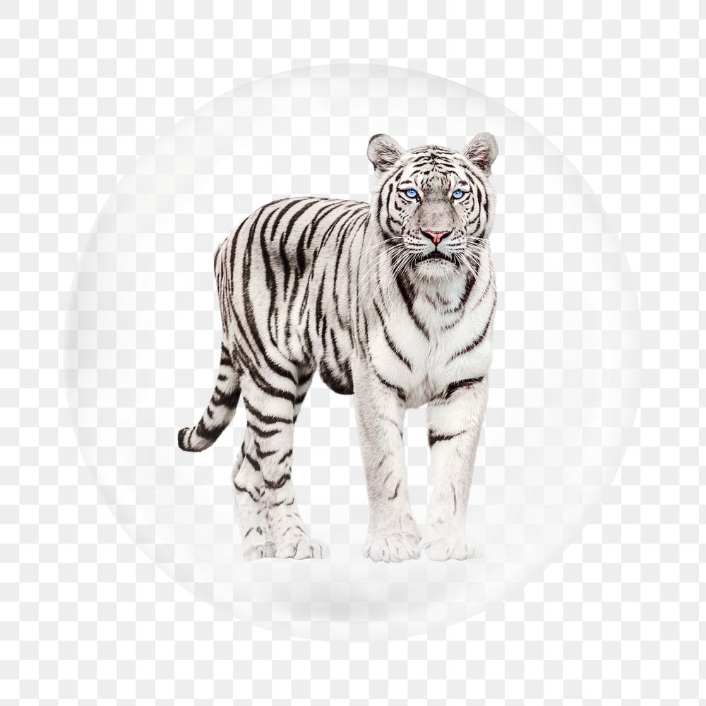 White tiger png element, animal in bubble