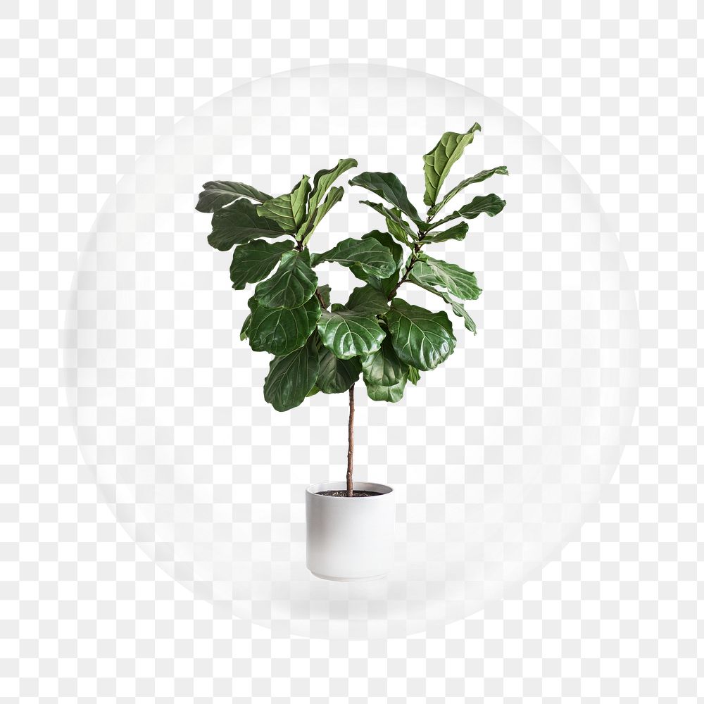 Fiddle leaf fig png element in bubble