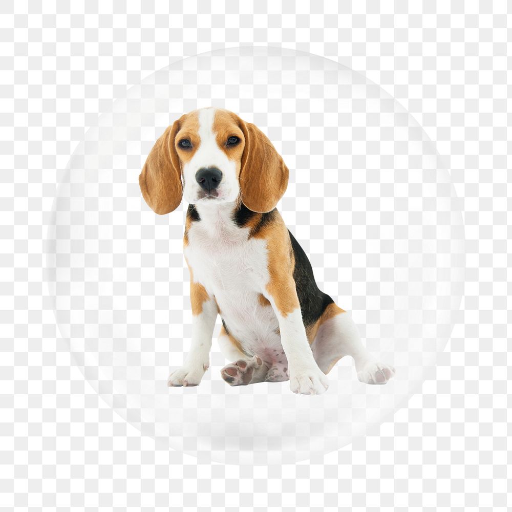 Beagle dog png element, animal in bubble