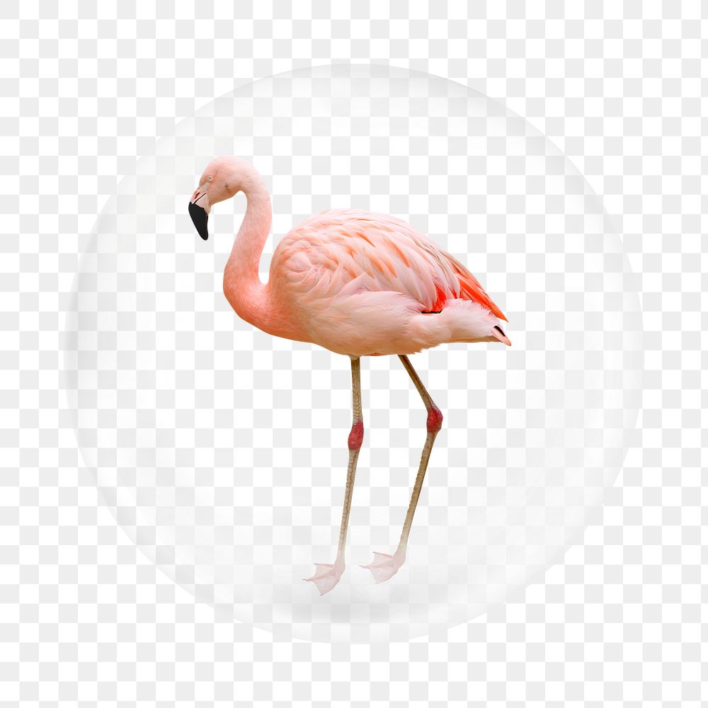 Pink flamingo png element, bird in bubble