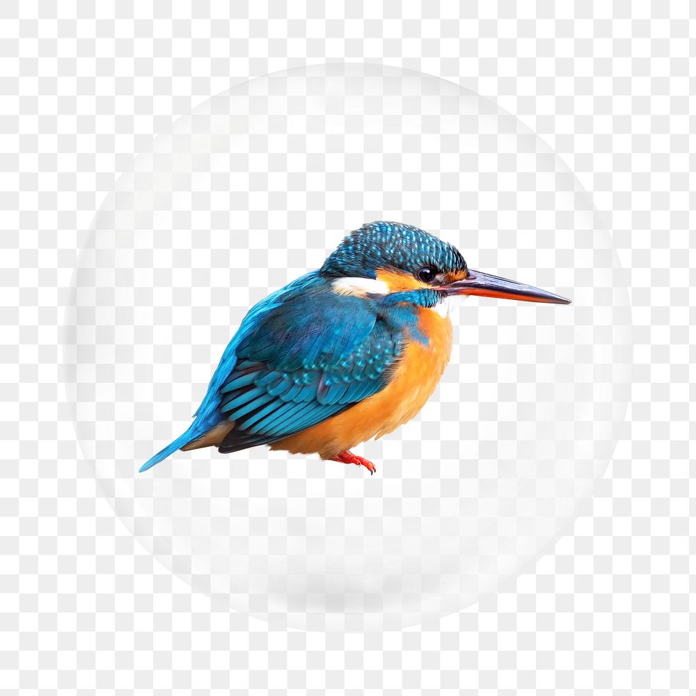 Common kingfisher png element, bird in bubble