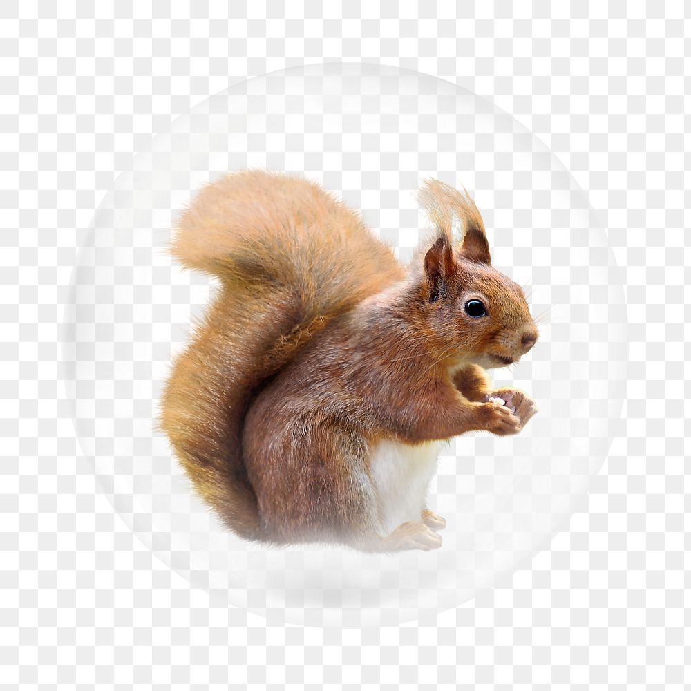 Squirrel png element, animal in bubble