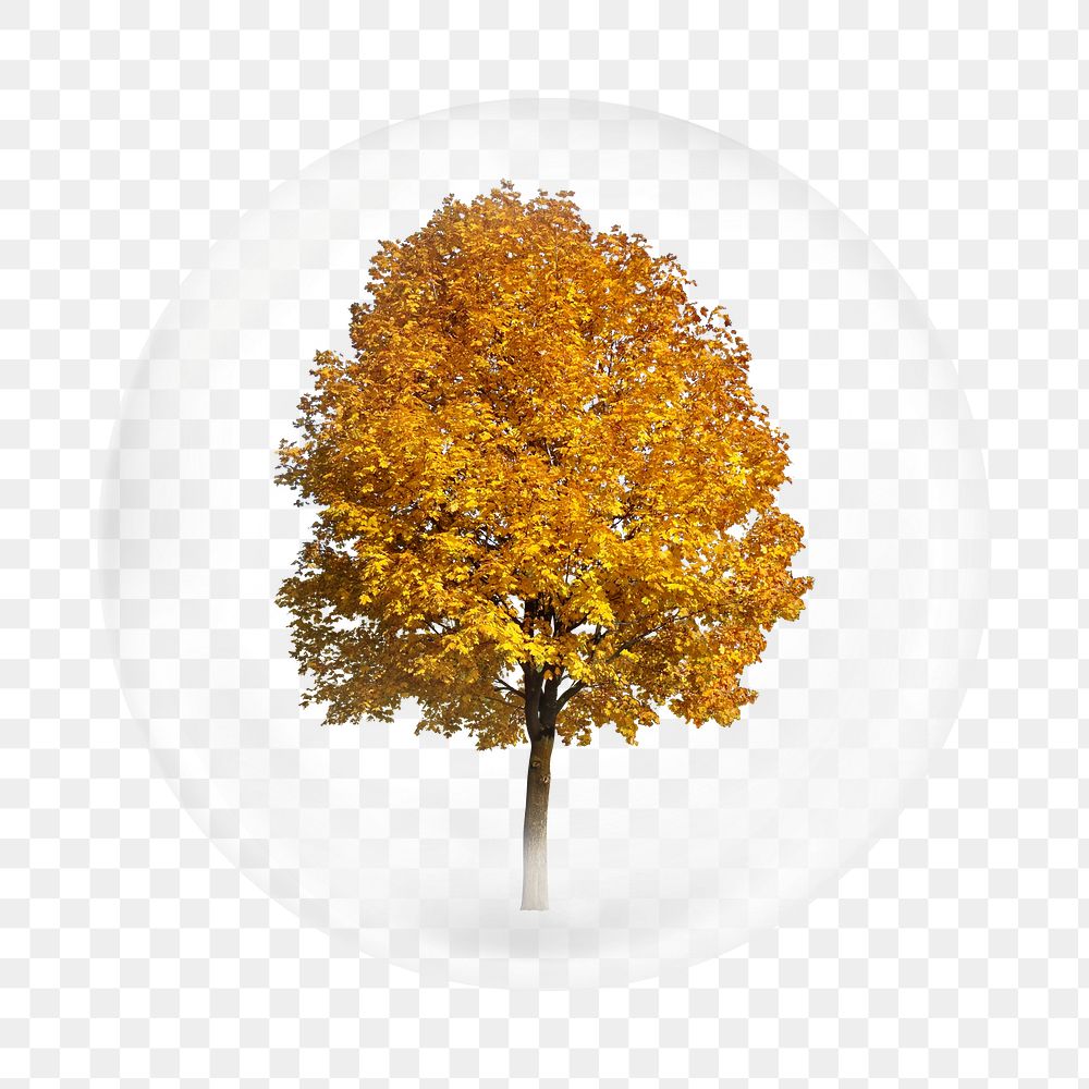 Autumn tree png element in bubble