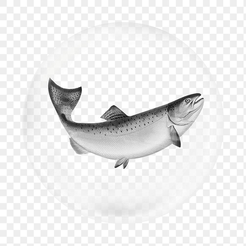 Trout fish png element, fish in bubble