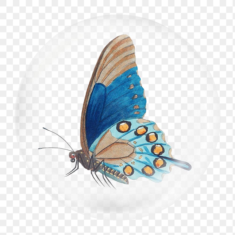 Blue butterfly png element, animal in bubble
