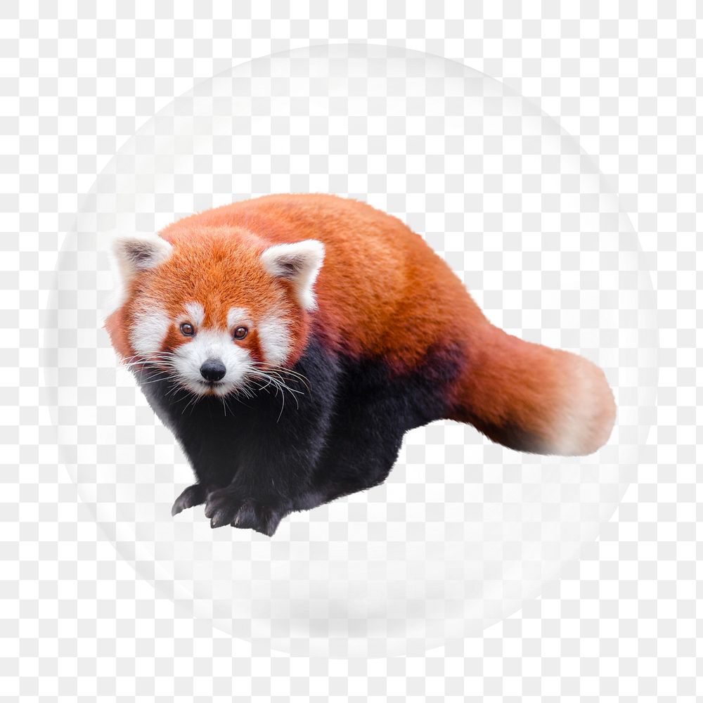 Red panda png element, animal in bubble