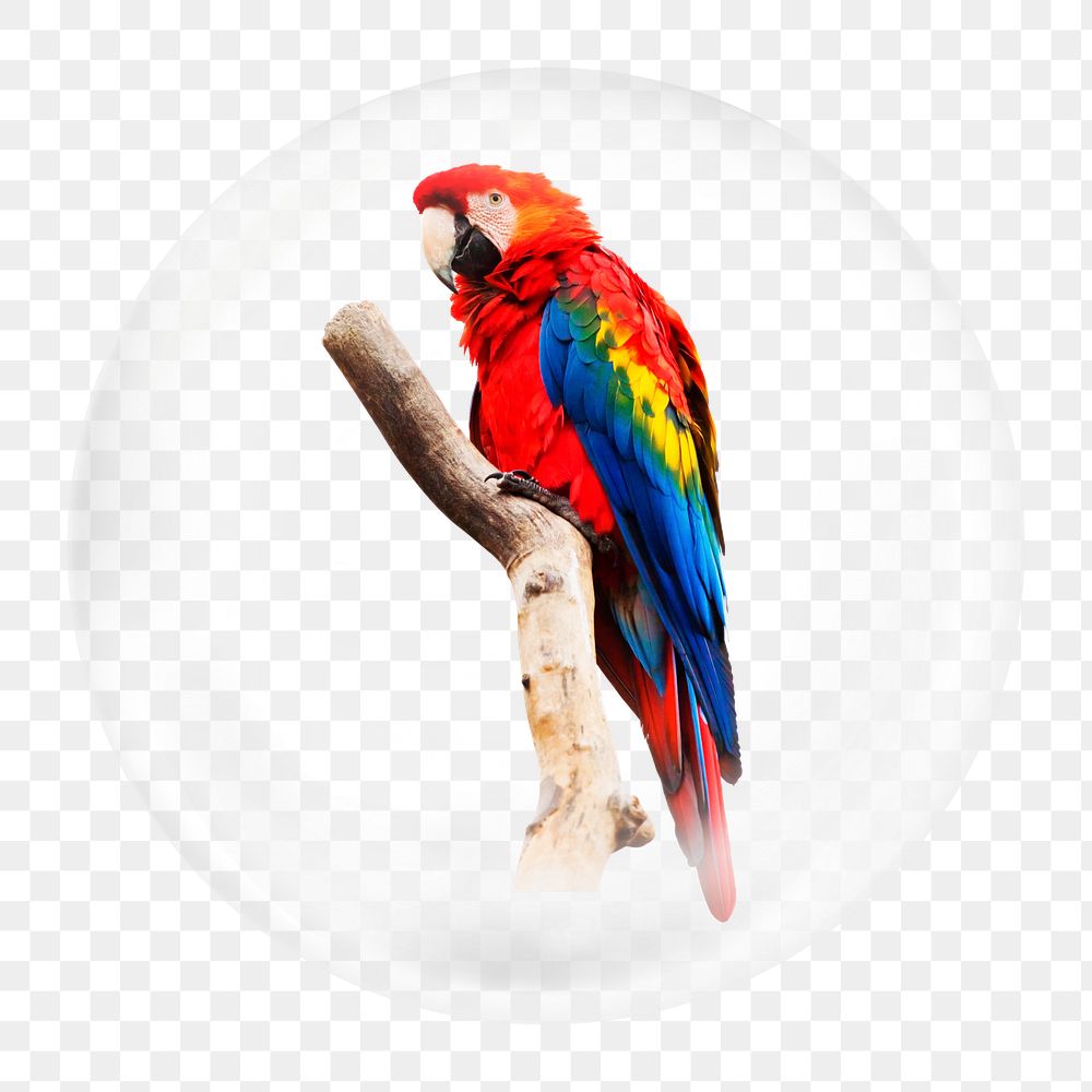 Macaw parrot png element, bird in bubble