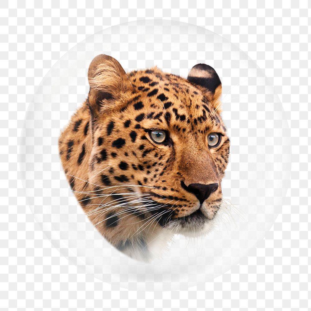 Leopard png element, animal in bubble