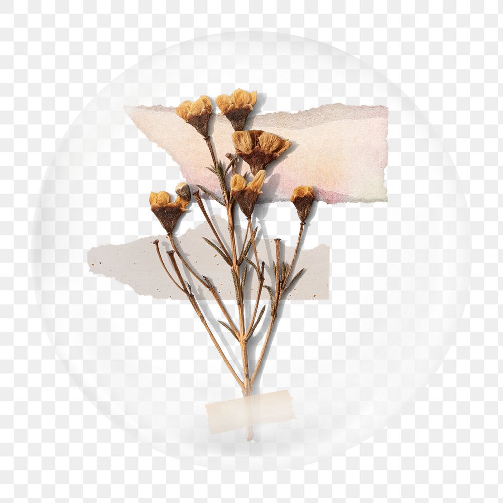 Dried flowers png element, in bubble design