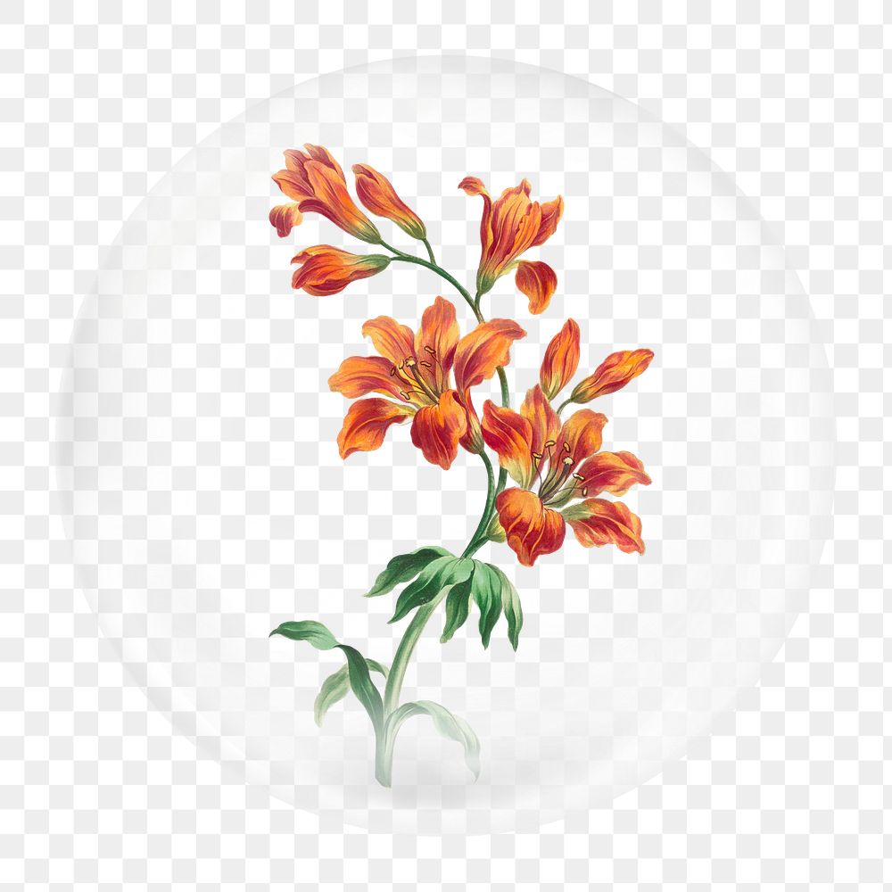 Orange lily png element, in bubble design