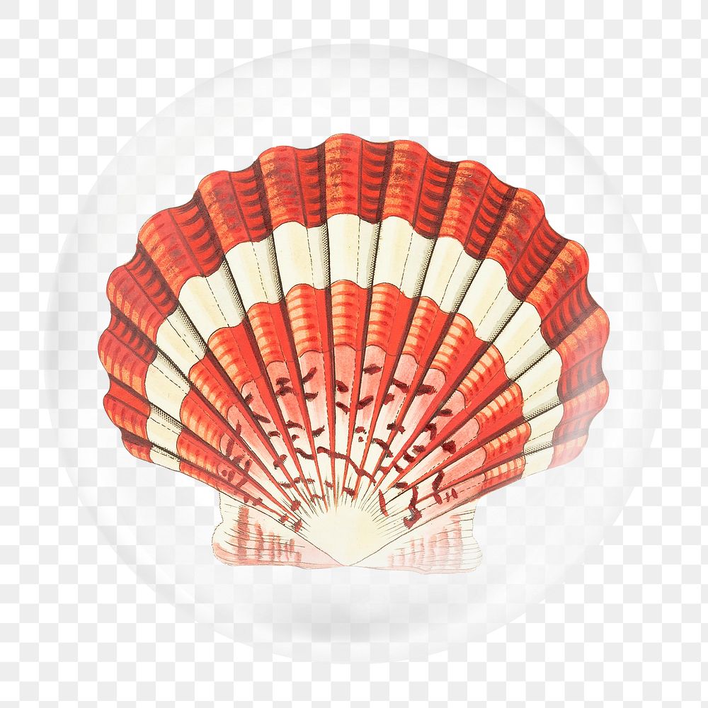 Sea shell png element in bubble