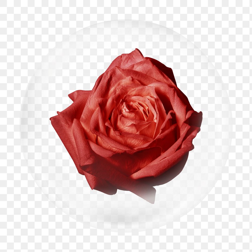 Red rose png bubble element, transparent background 