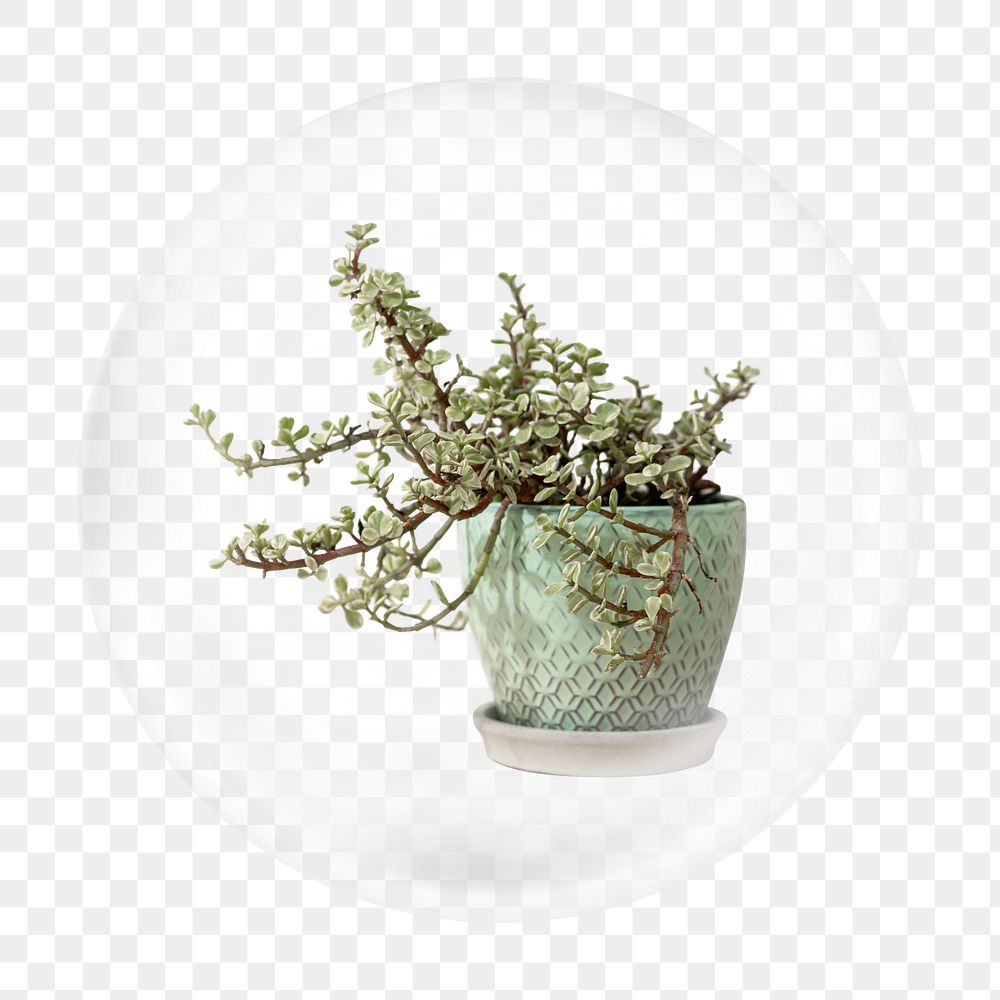 Potted plant png bubble element, transparent background 