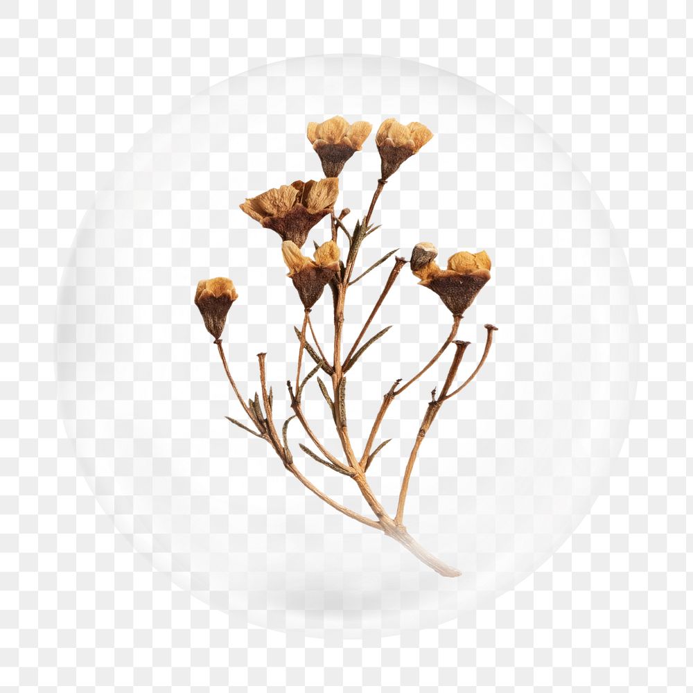 Dried vintage flower png bubble element, transparent background 