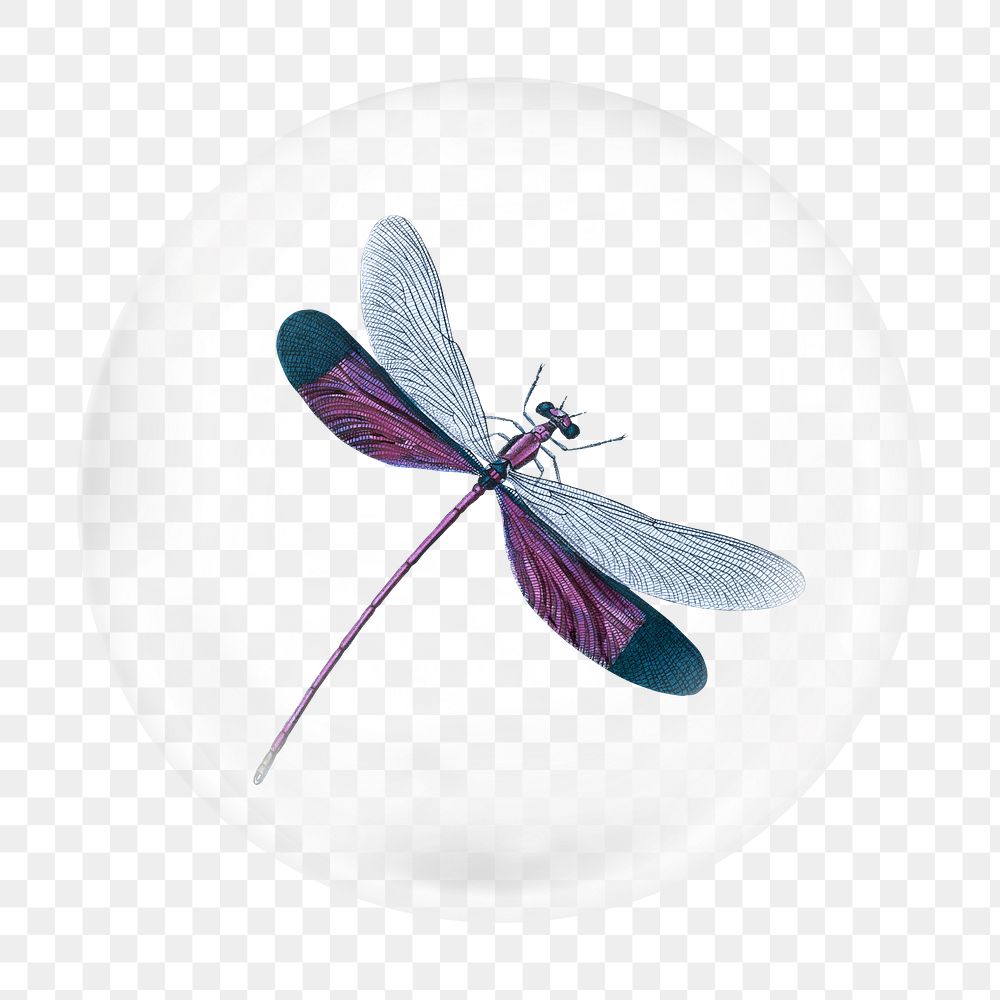 Purple dragonfly illustration png bubble element, transparent background 