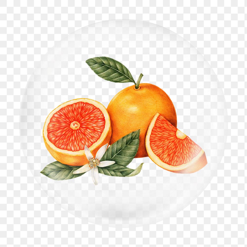 Blood orange illustration png bubble element, transparent background 