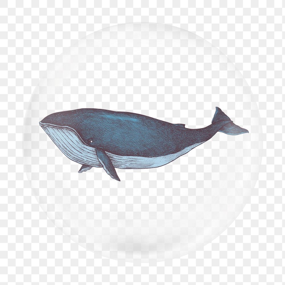 Blue whale illustration png bubble element, transparent background 