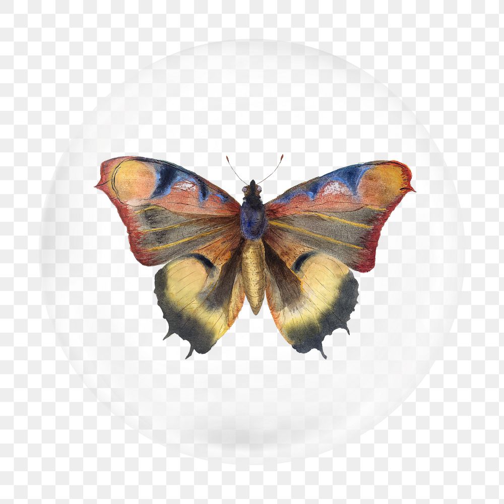 Watercolor butterfly png bubble element, transparent background 