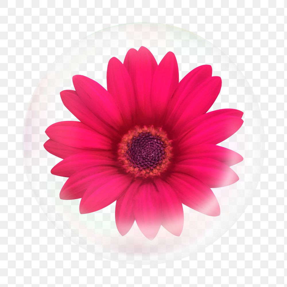 Pink daisy png bubble effect, transparent background