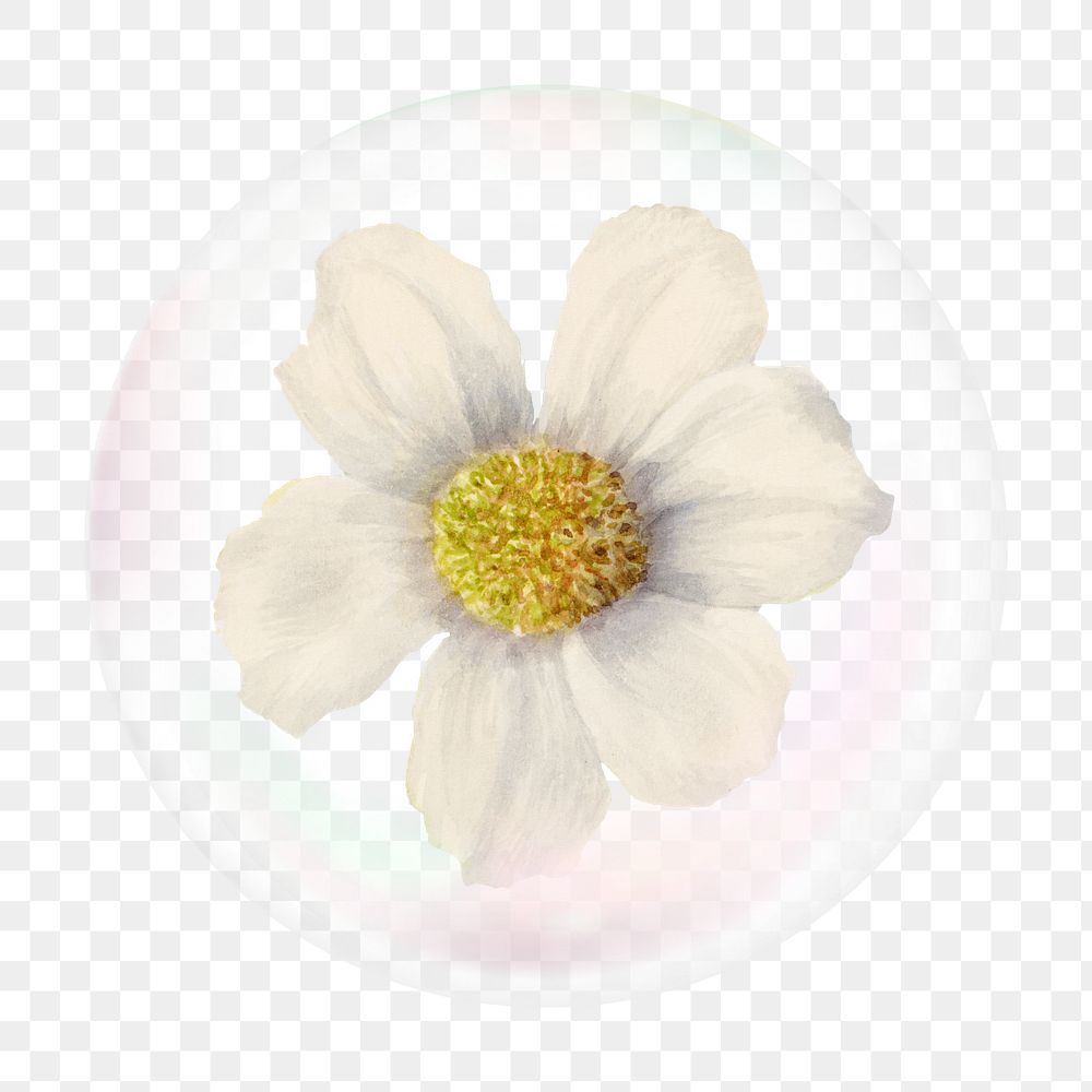 White flower png bubble effect, transparent background