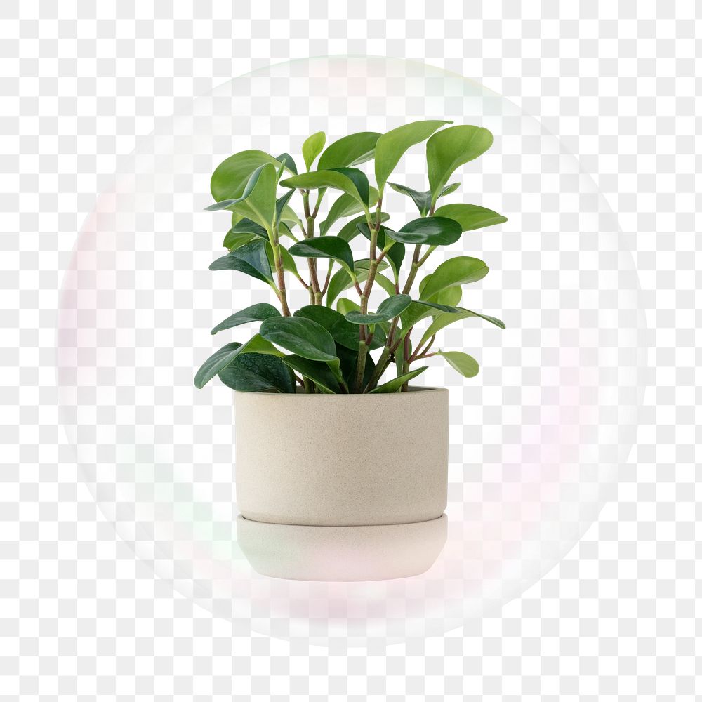 Houseplant png bubble effect, transparent background