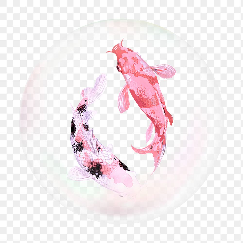 Koi fishes png bubble effect, transparent background