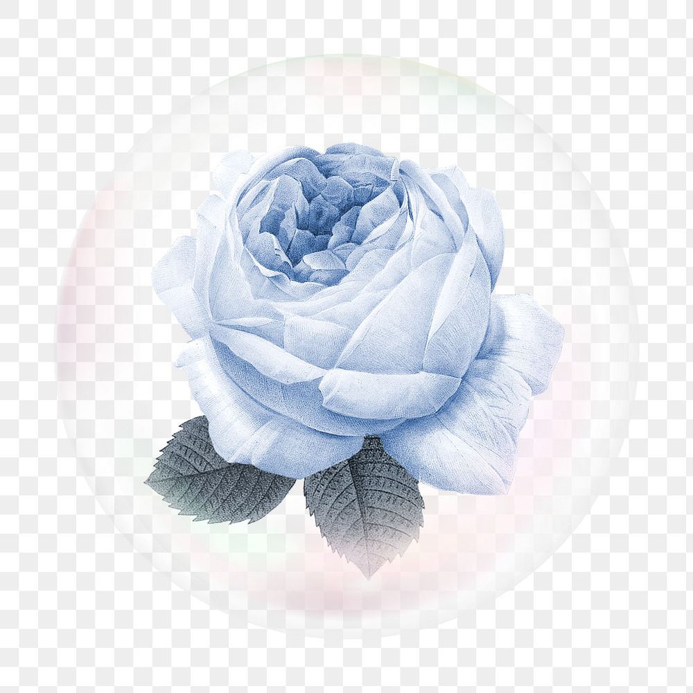 Blue rose png bubble effect, transparent background