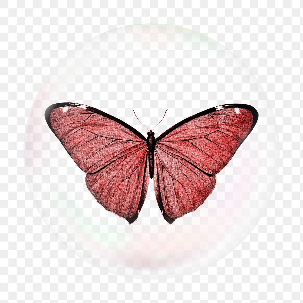 Red butterfly png bubble effect, transparent background