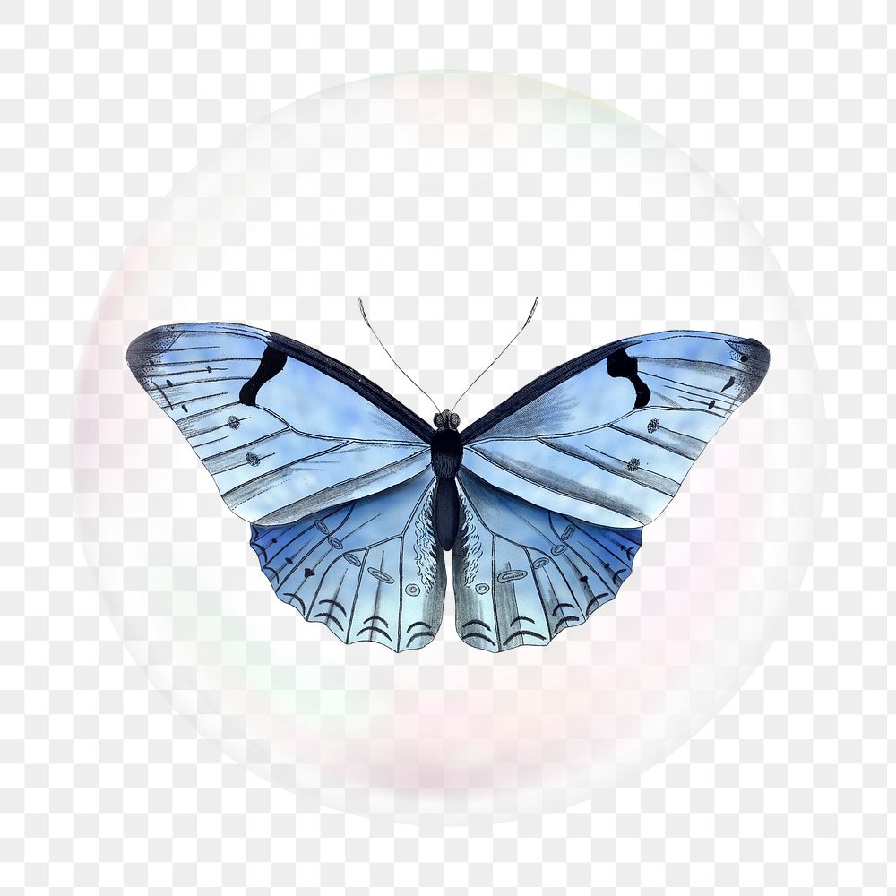 Blue butterfly png bubble effect, transparent background