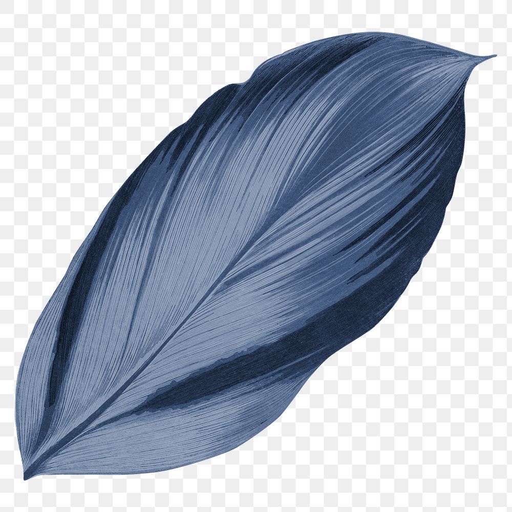 Blue leaf png vintage, transparent background