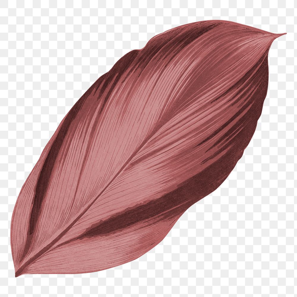 Red leaf png Autumn, transparent background