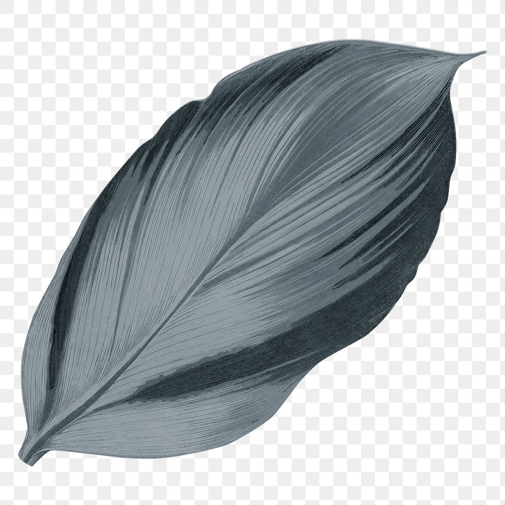 Gray leaf png vintage, transparent background