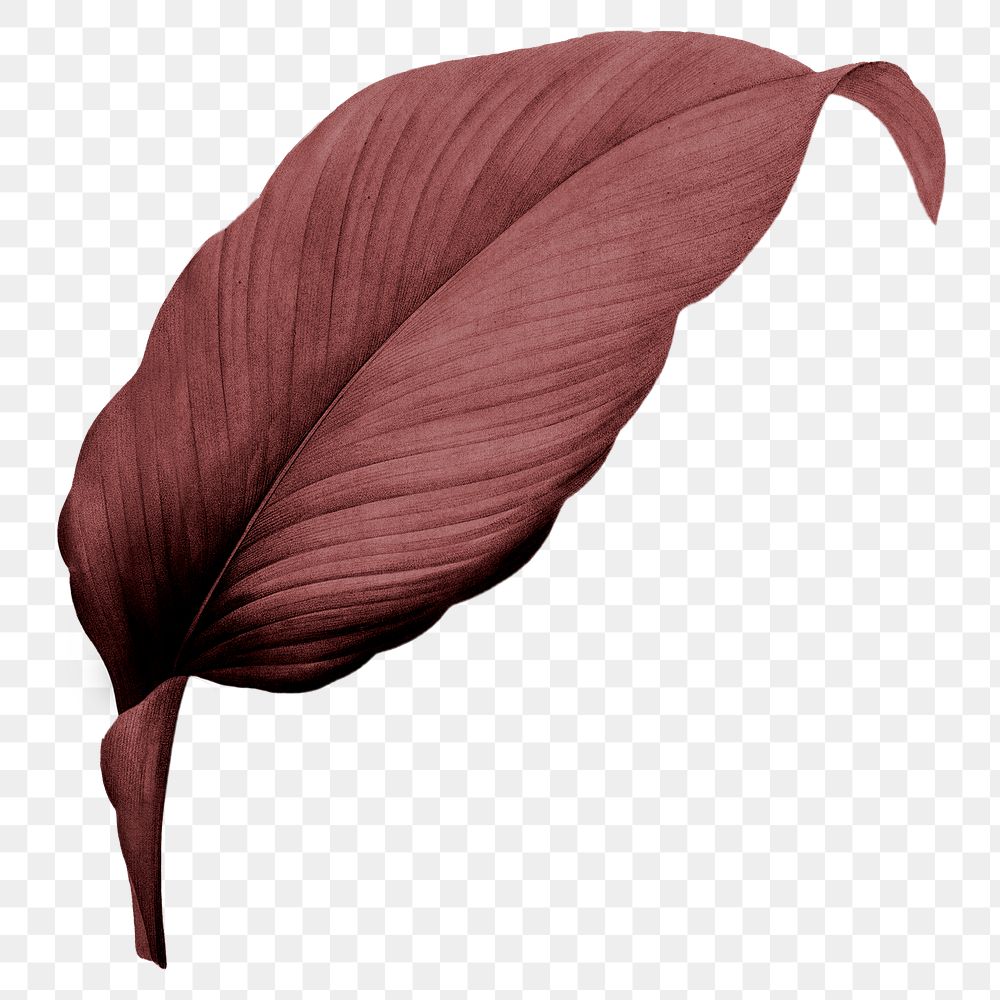 PNG red Autumn leaf, transparent background