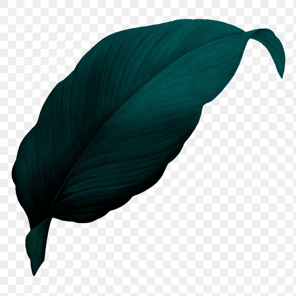Dark green leaf png, transparent background