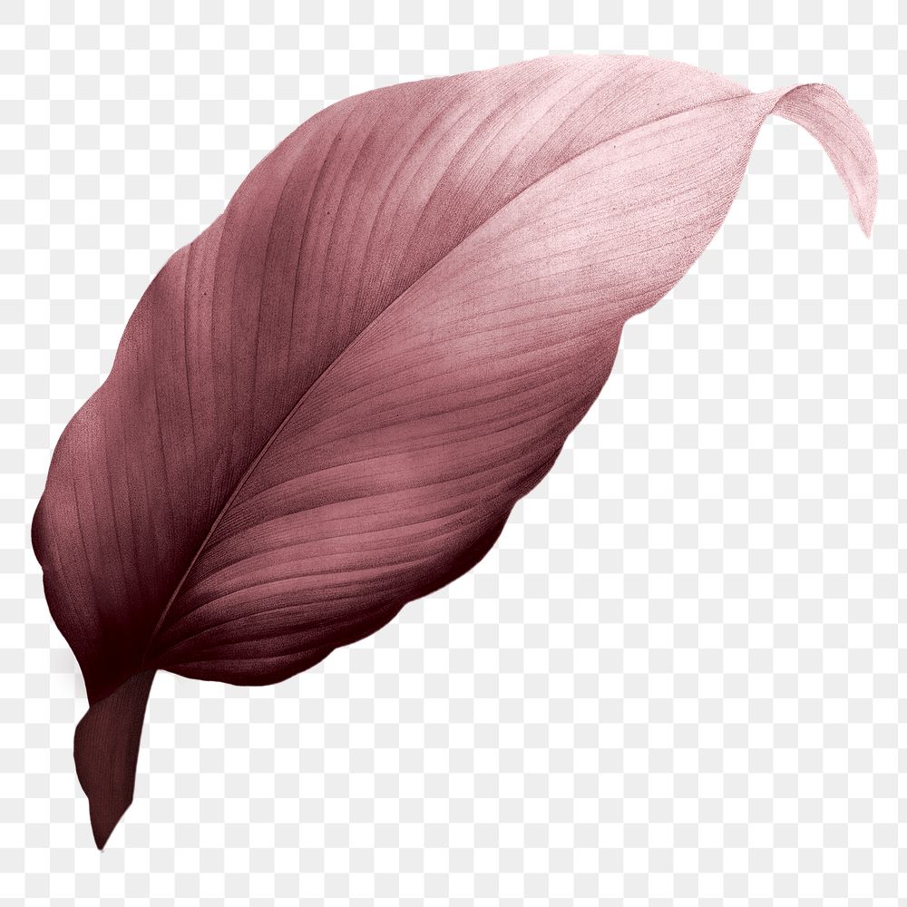 PNG red Autumn leaf, transparent background