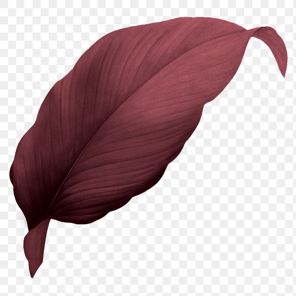 Red leaf png Autumn, transparent background