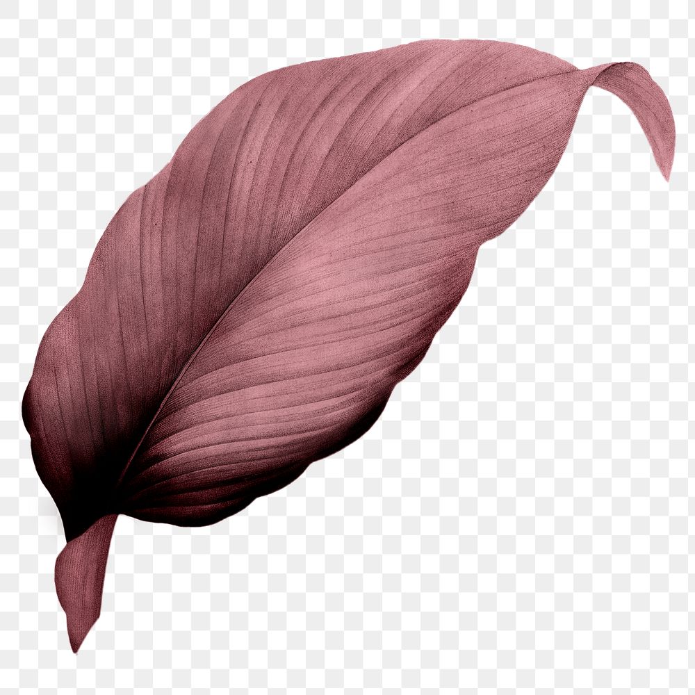 PNG red Autumn leaf, transparent background