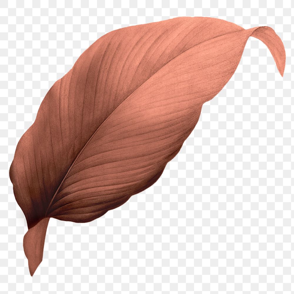 Orange leaf png Autumn, transparent background