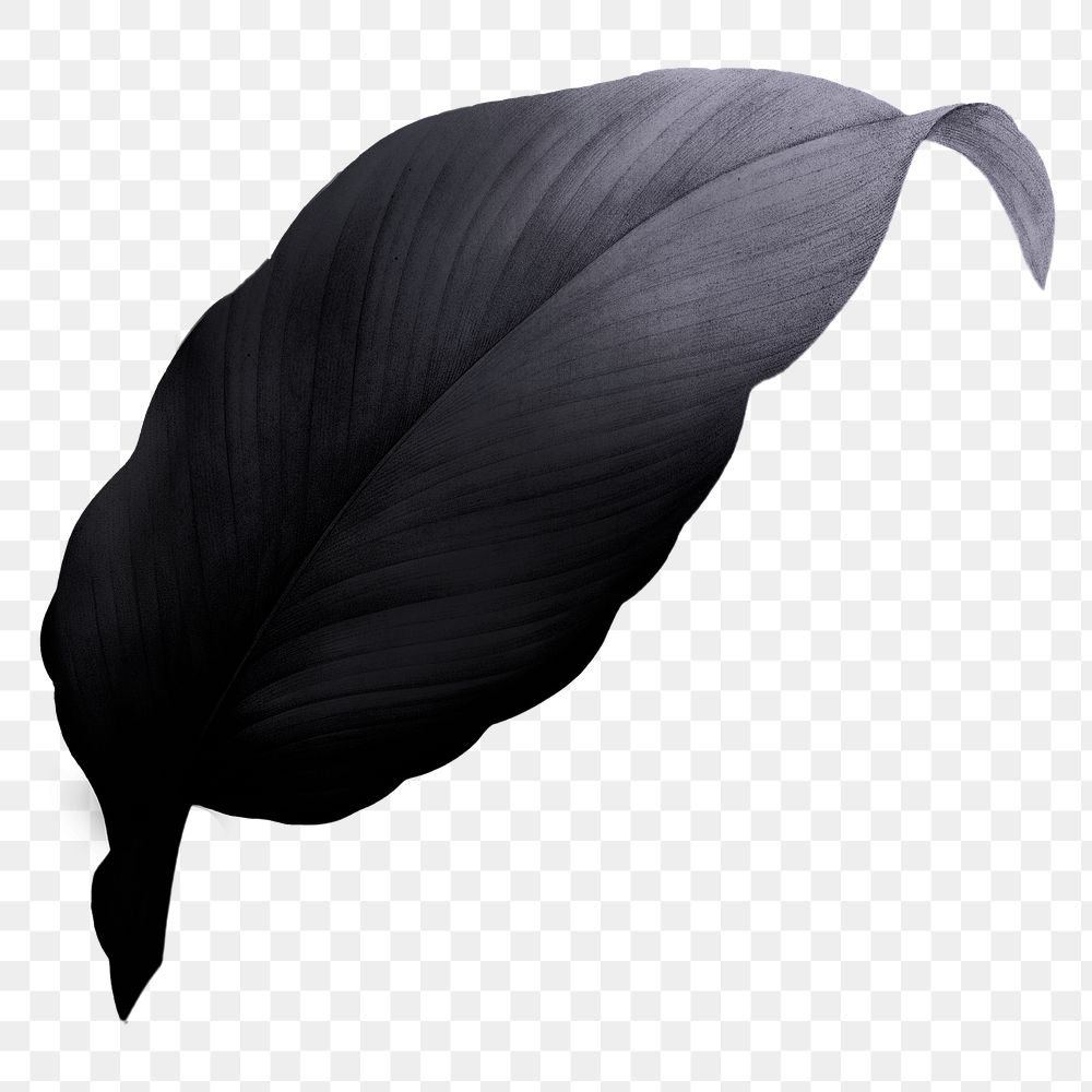 Black leaf png, transparent background