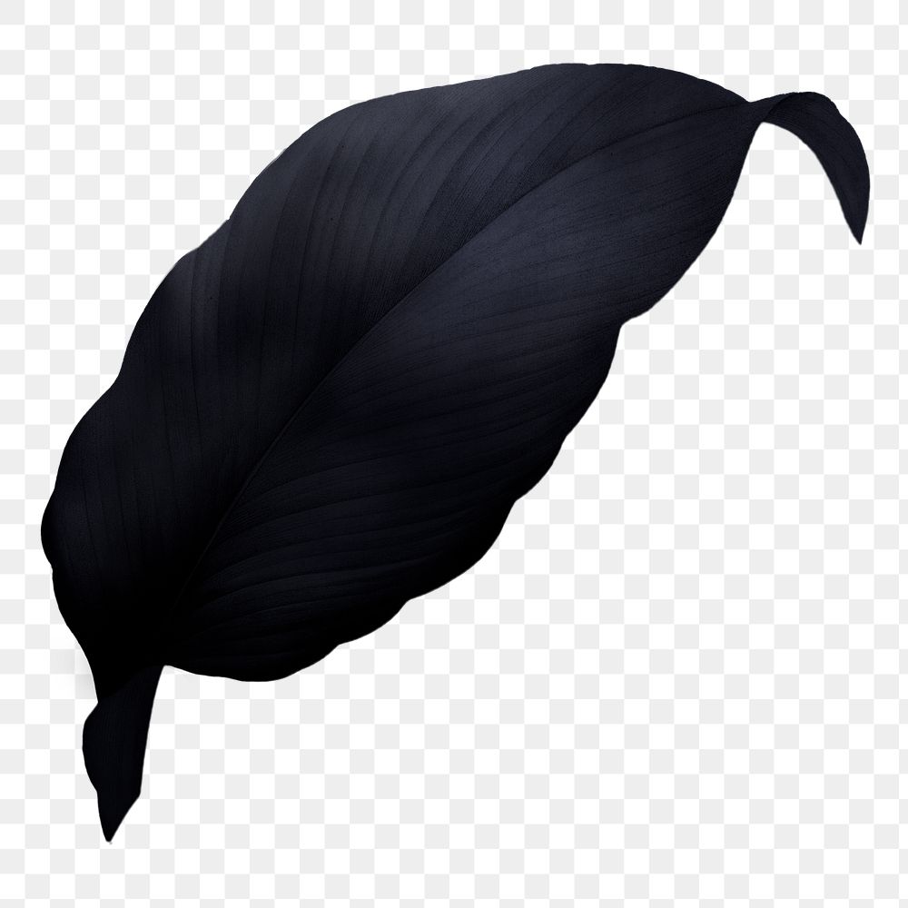 PNG vintage black leaf, transparent background