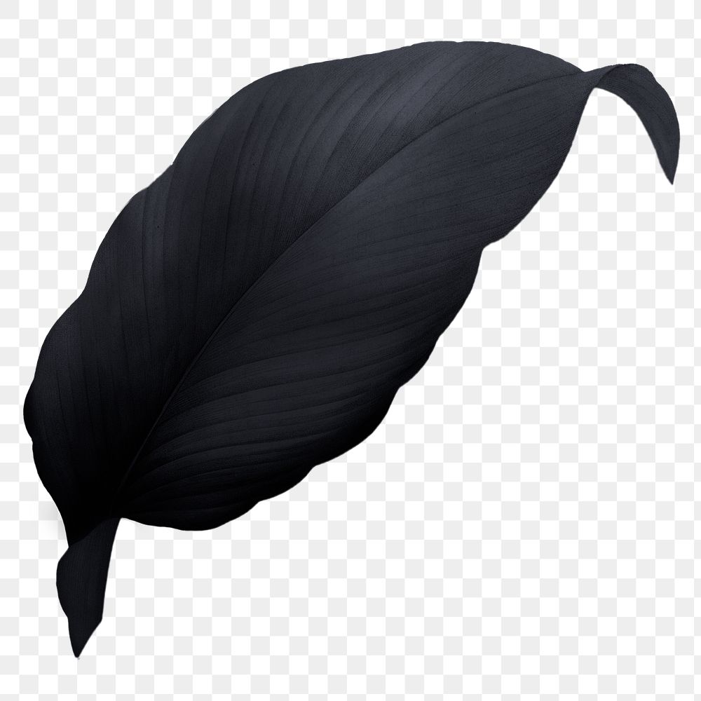 Black leaf png, transparent background