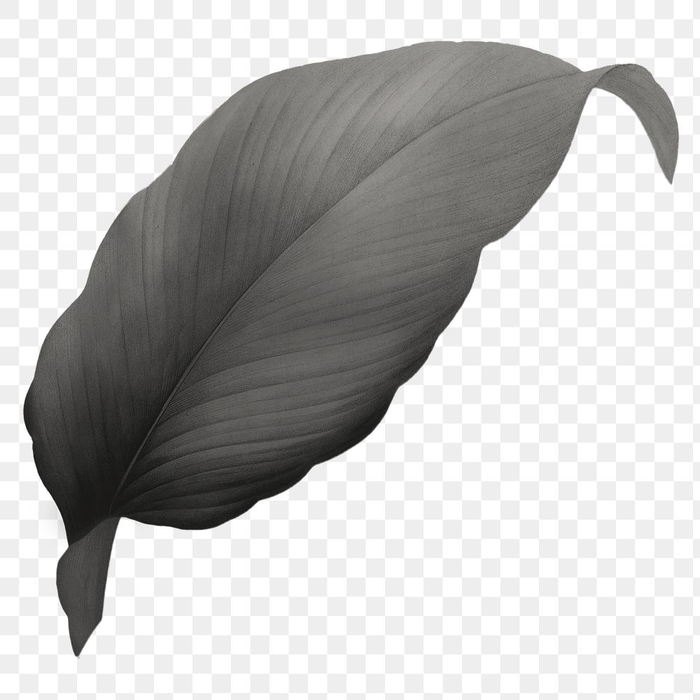 Gray leaf png vintage, transparent background