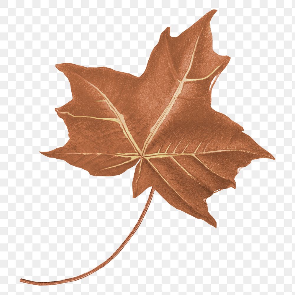 PNG Autumn maple leaf, transparent background