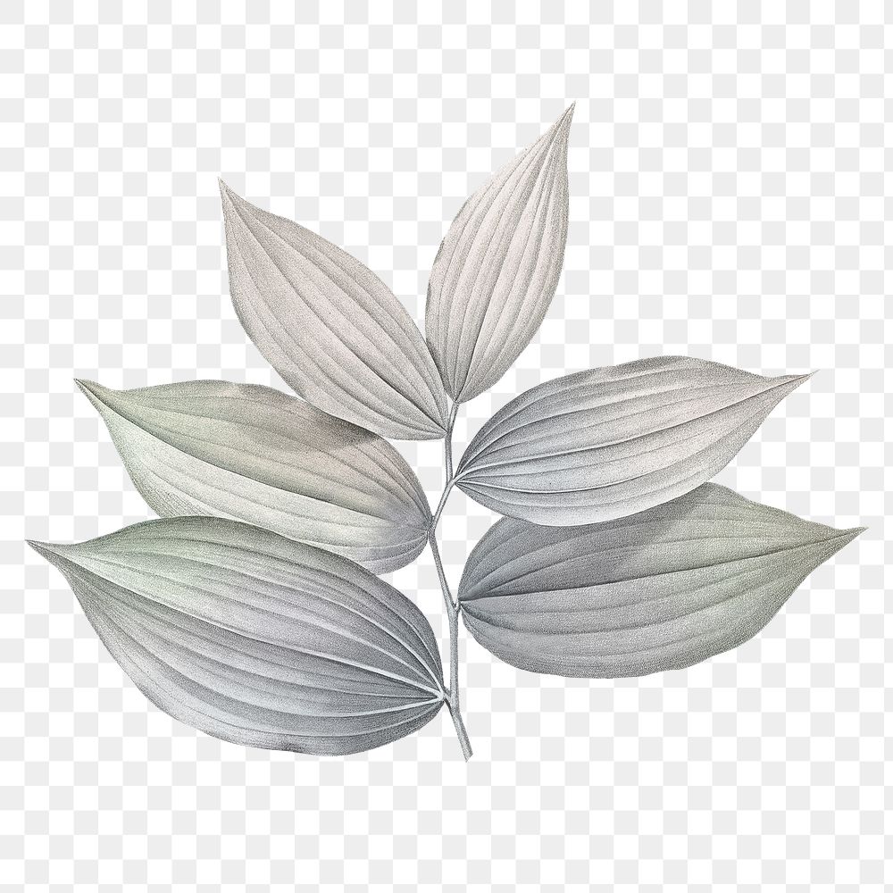 Gray leaf png vintage, transparent background