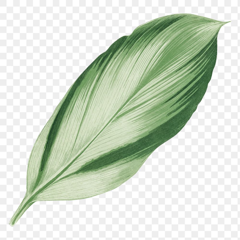 Vintage leaf png dracaena recina, transparent background