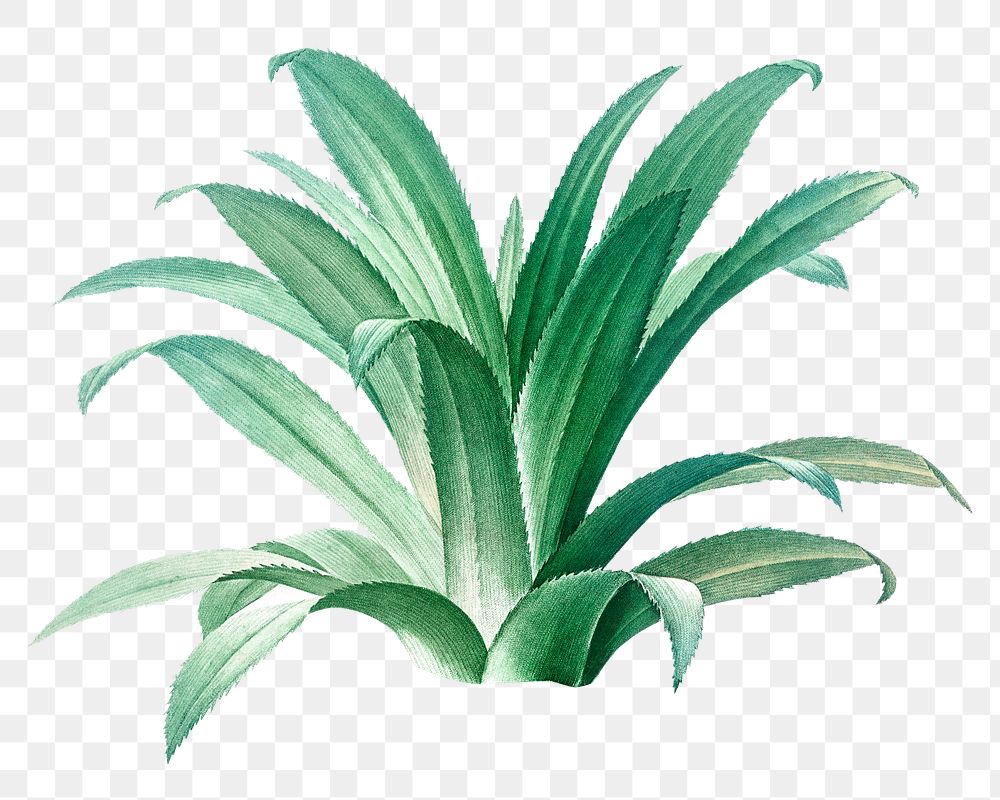 Agave plant png, transparent background