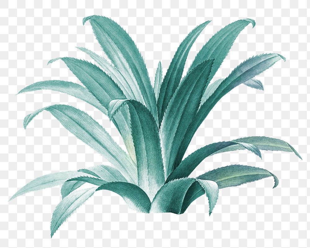 Agave plant png, transparent background
